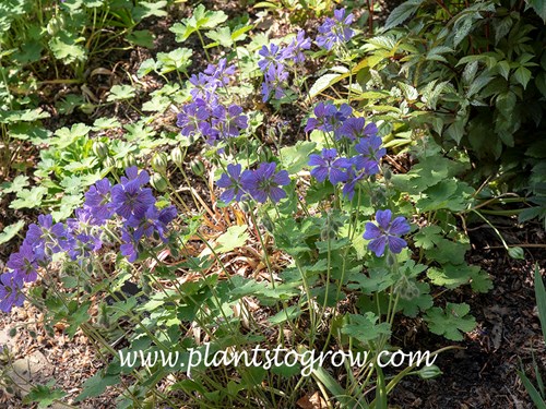 Geranium Phillippe Vapelle